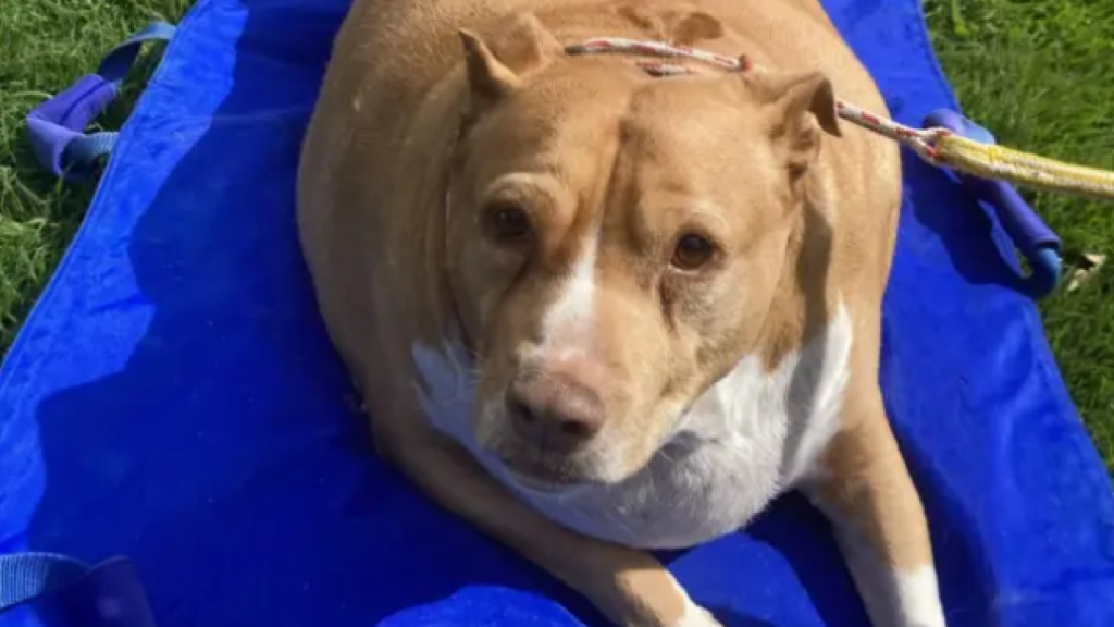 El perro Nuggy, fallecido por culpa de la obesidad que padecía