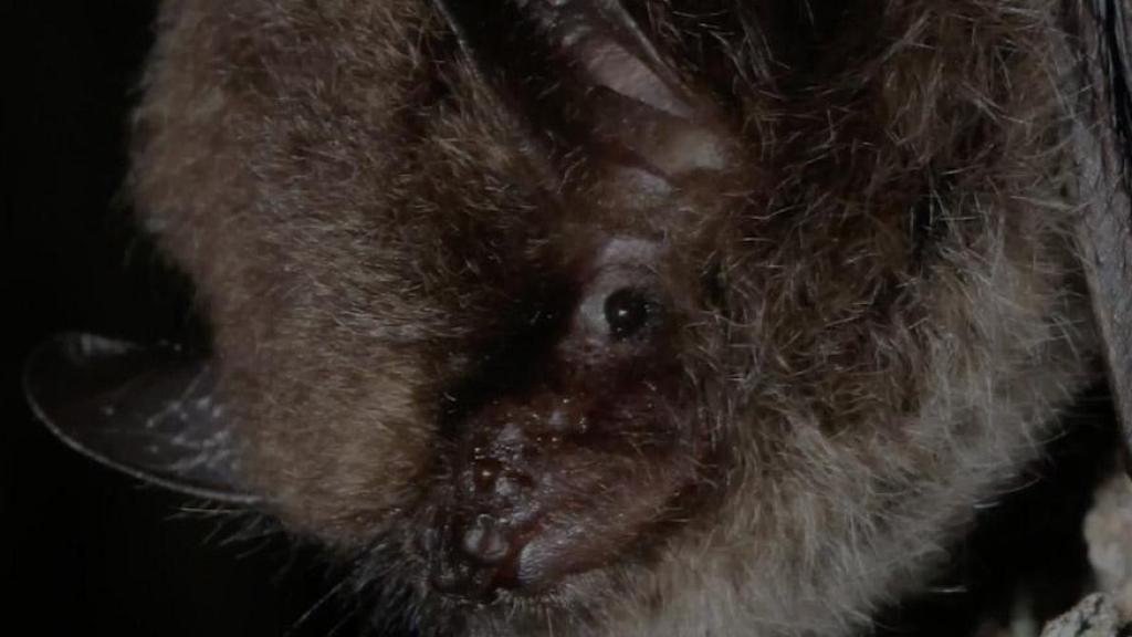 Nueva especie de murciélago hallado en el Parc del Cadí-Moixeró