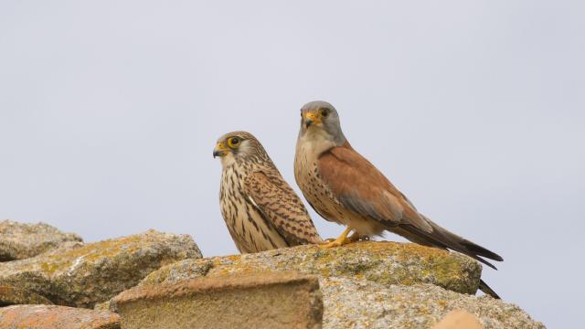 Una pareja de cernícalo primilla