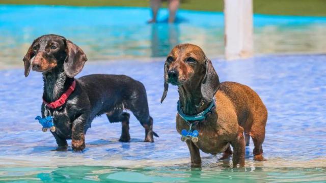 Perros en AquaPark