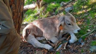 Uno de los terneros de Ignasi Castellarnau, herido por el ataque de un oso en las montañas de Alins