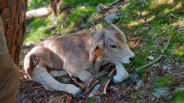 Uno de los terneros de Ignasi Castellarnau, herido por el ataque de un oso en las montañas de Alins