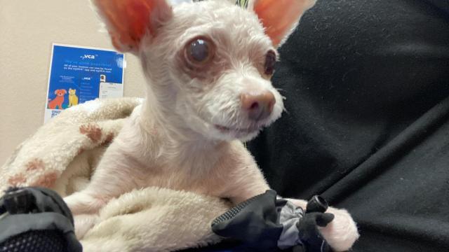 La perra Gizmo, que ha vuelto a casa después de casi diez años desaparecida