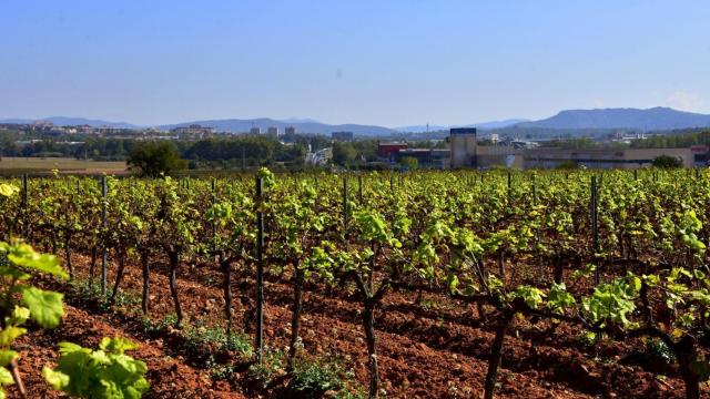 Viñedo en Santa Margarida i els Monjos (Barcelona)