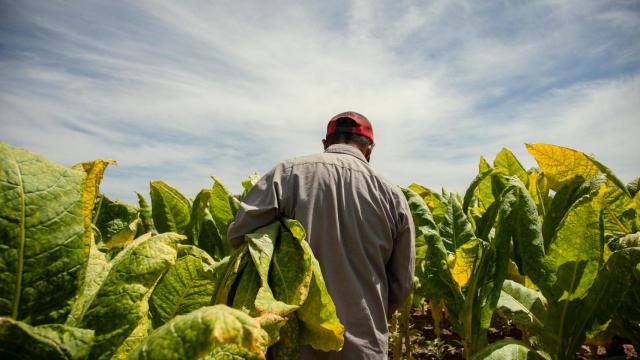 Plantación de Tabaco en México