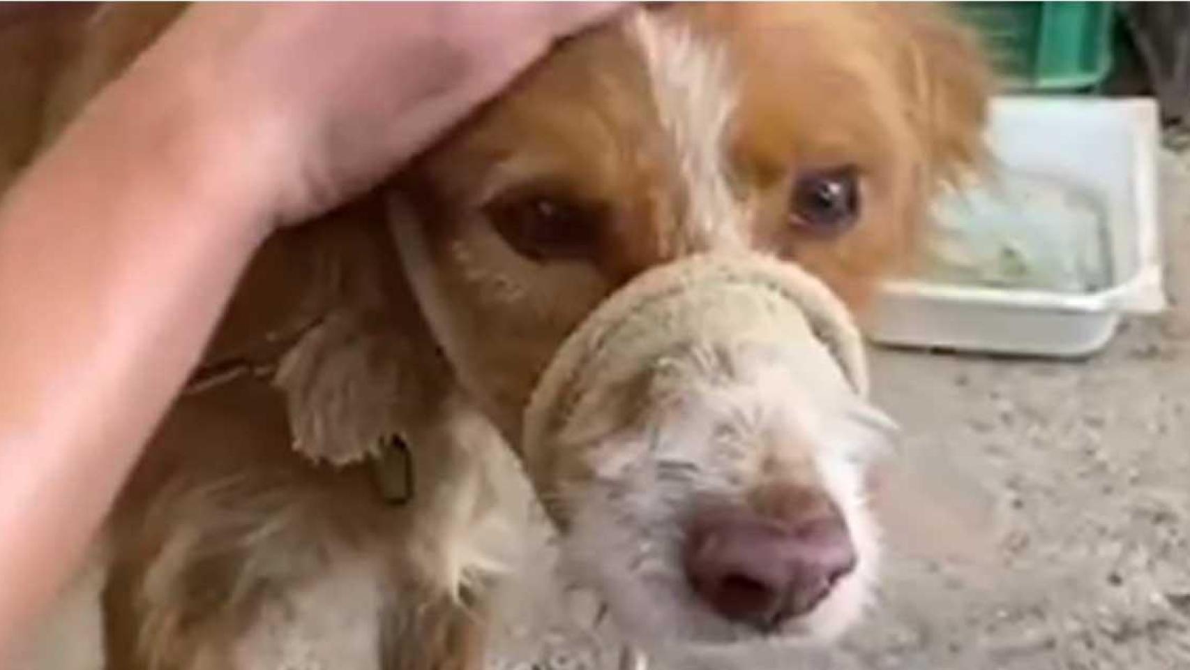 Perro decomisado en la finca de Sant Esteve Sesrovires