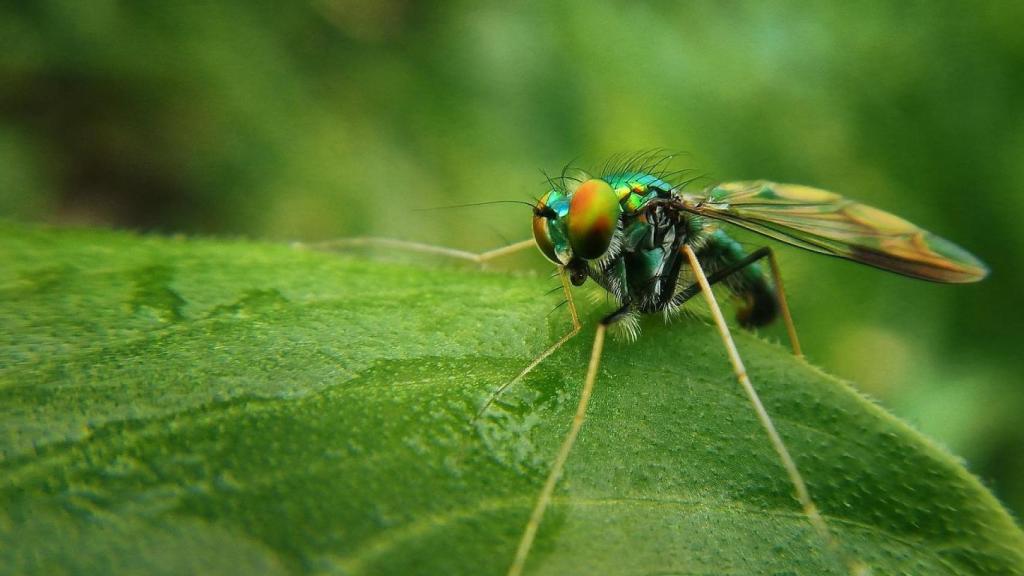 Mosquito verde