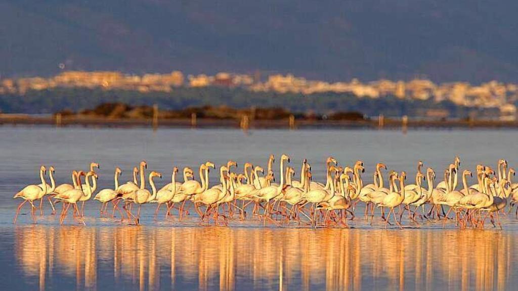 Flamencos en el Delta del Ebro