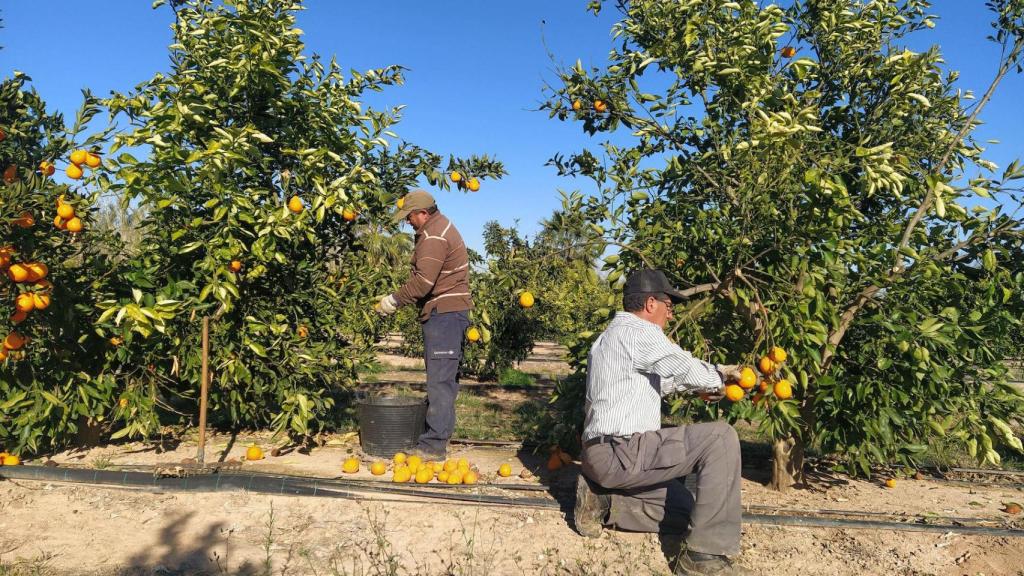 Agricultores recogen la cosecha de naranjas