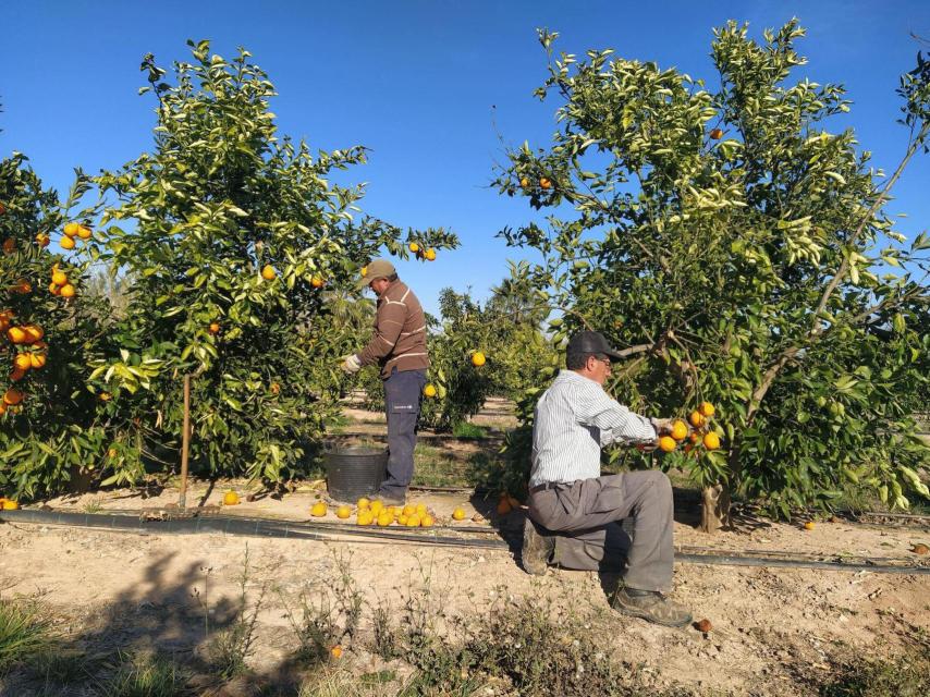 Agricultores recogen la cosecha de naranjas