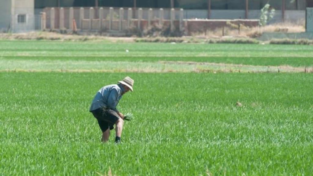 Un agricultor en una explotación de arroz