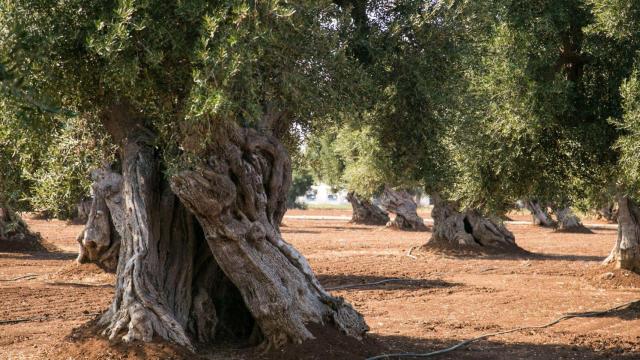 Imagen de un campo de olivos