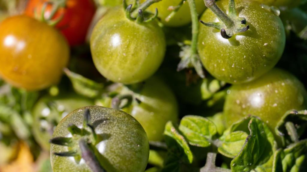 Una rama de tomates cherry en un huerto