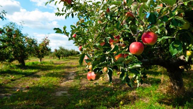 Manzanas en un arbol de manzanos