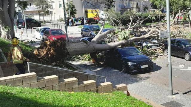 Un árbol caído en Sant Boi de Llobregat (Barcelona) por el fuerte viento