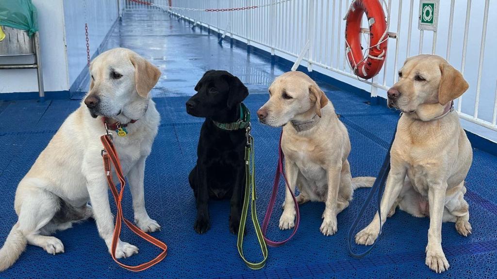 La familia canina de Emilia, todos ellos perros que han pertenecido o pertenecen a la Unidad Canina del CNP en Barcelona