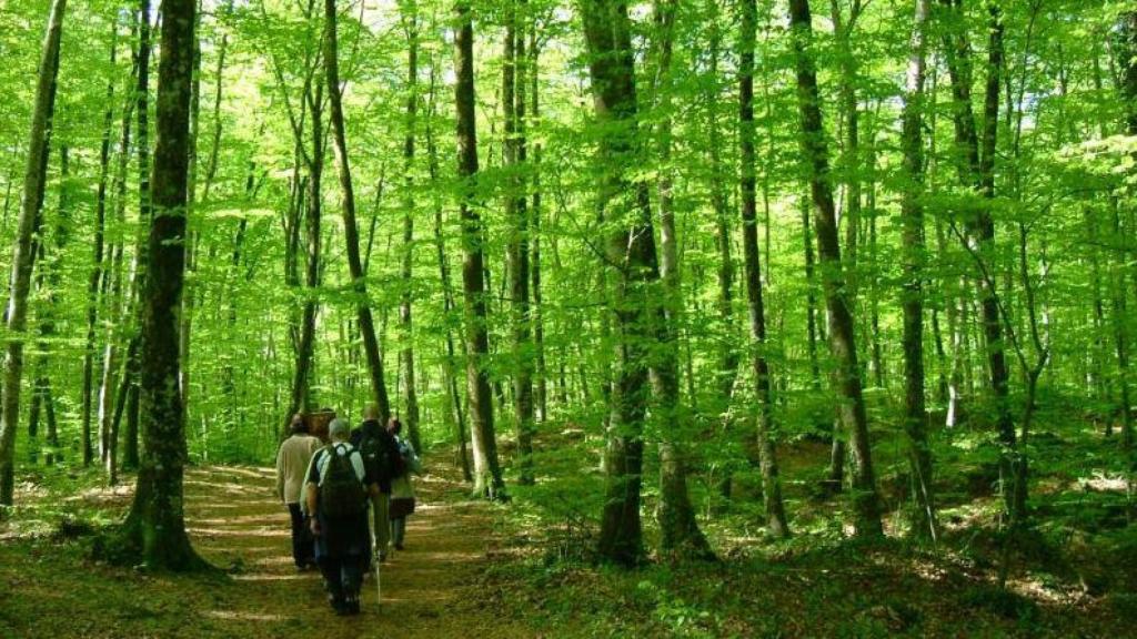 Fageda d'en Jordà