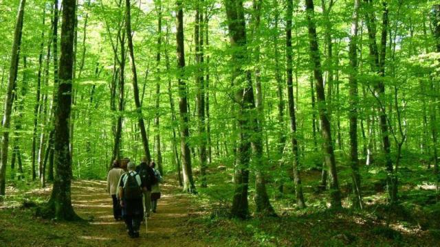 Fageda d'en Jordà