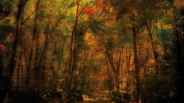 La fageda d'en Jordà