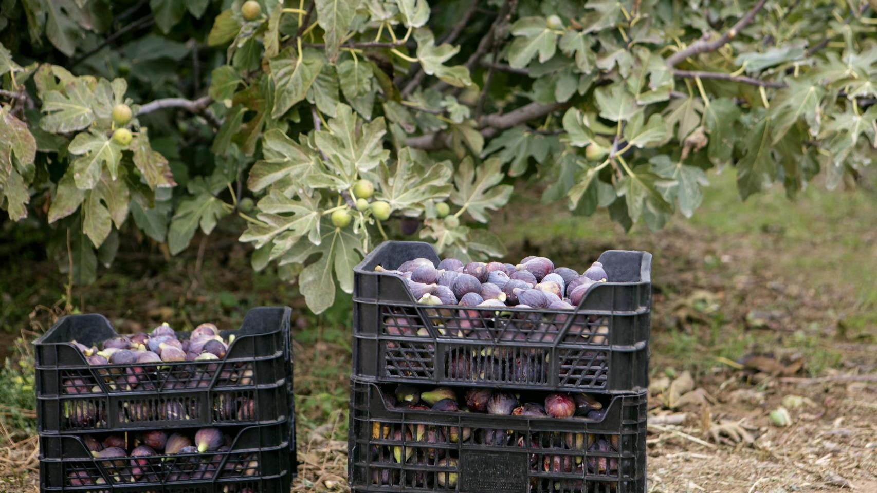 Cajas de higos