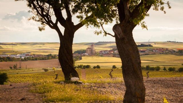 Paisaje del Pago de Traslanzas en Mucientes (Valladolid)