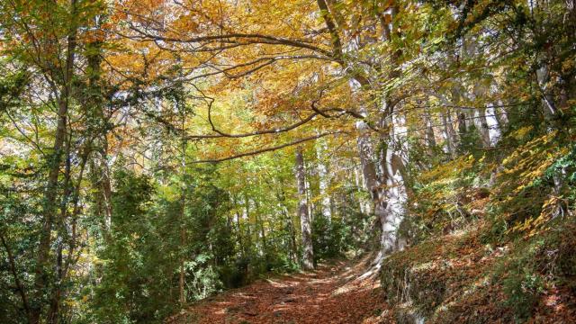 Fageda de la Grevolosa