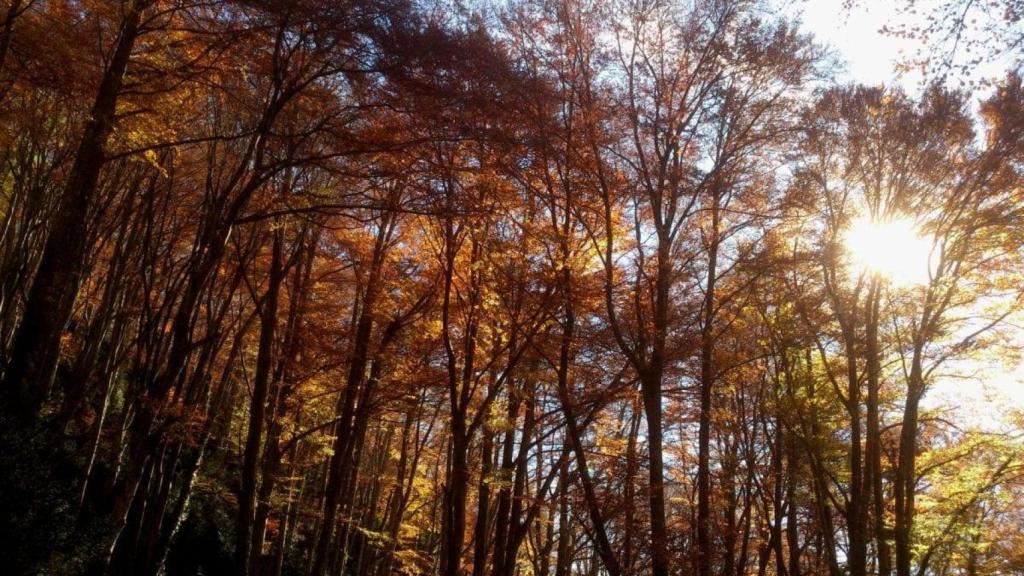 Fageda de la Grevolosa