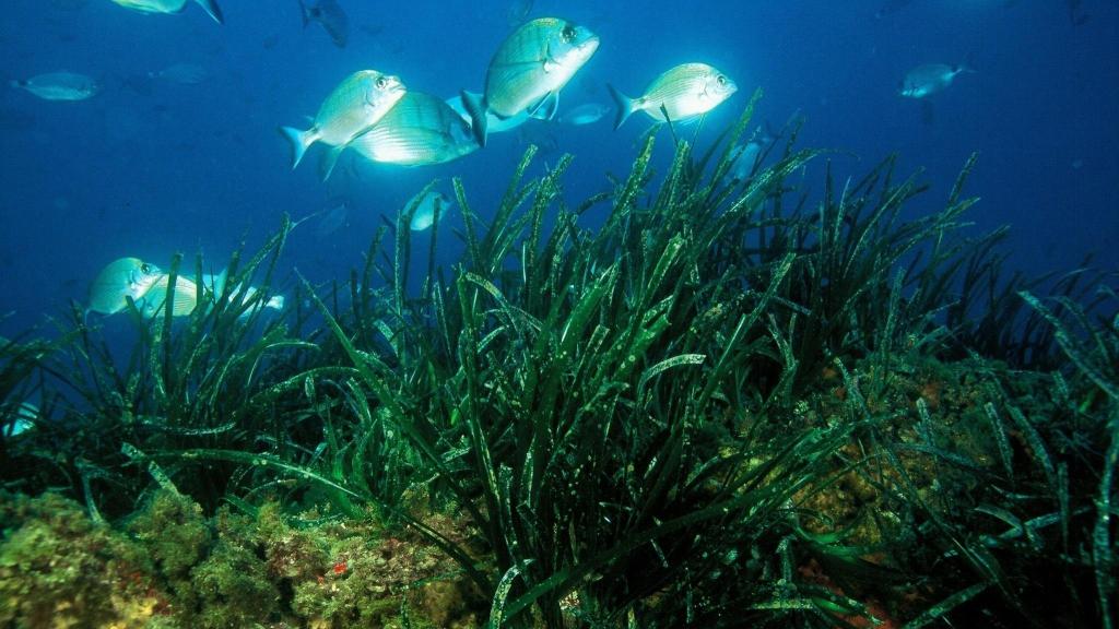 Varios peces nadan alrededor de la posidonia, en el fondo marino