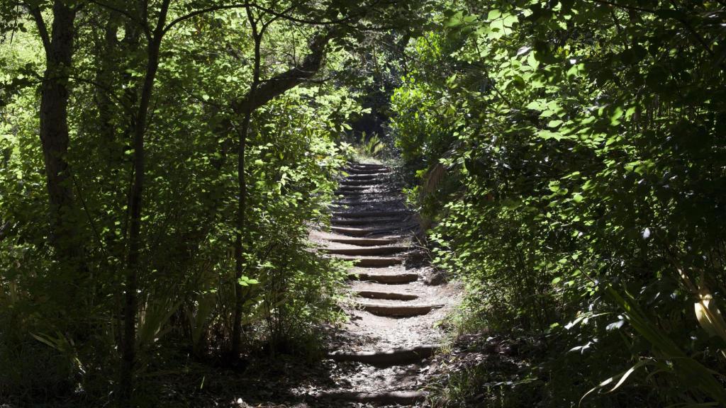 Bosque  de laurisilva en Teror