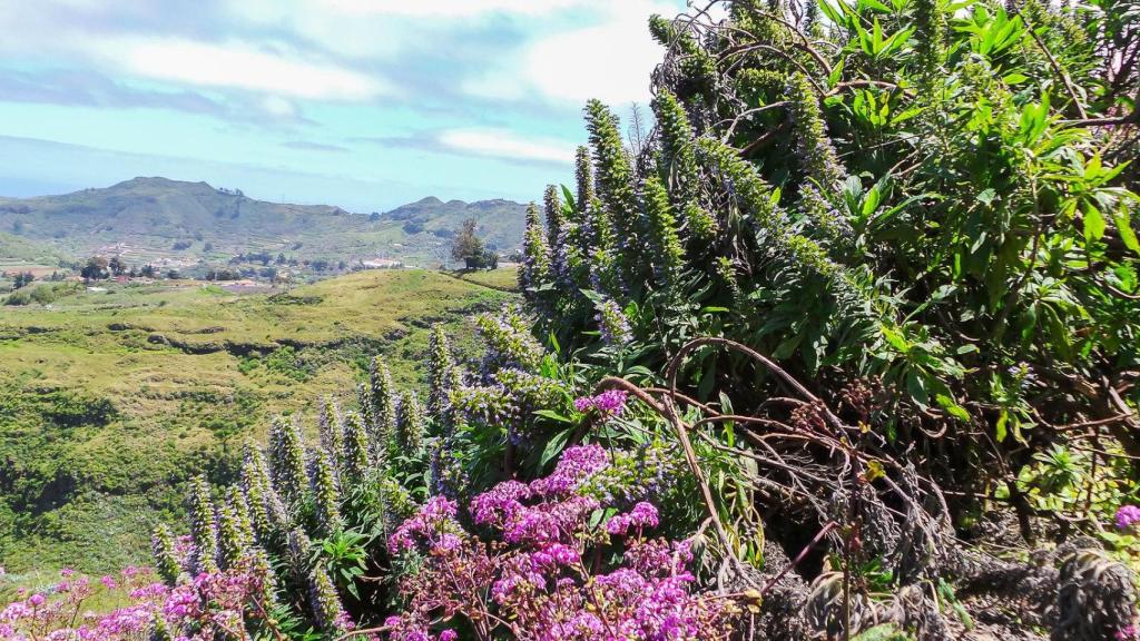 Paisaje de la Vega de San Mateo