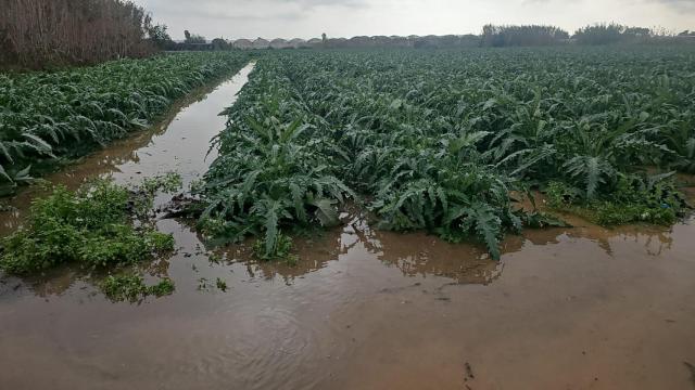 Inundaciones en las plantaciones de la Ribera del Llobregat