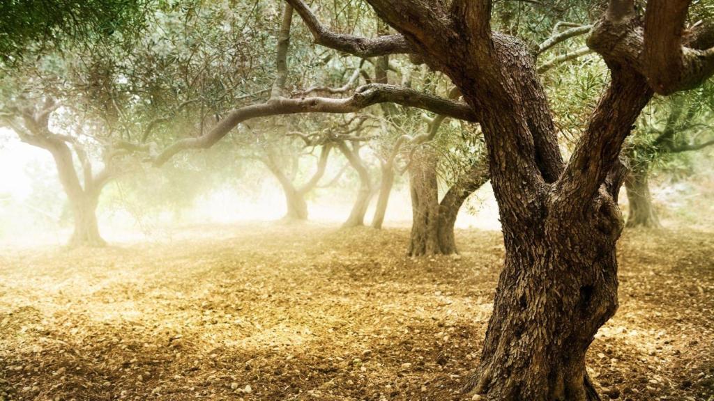 Un bosque de olivos