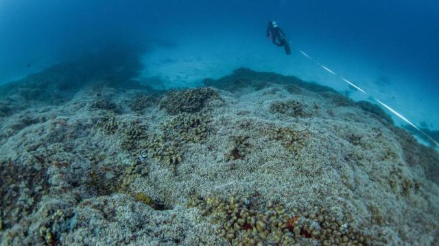 El coral más grande del mundo