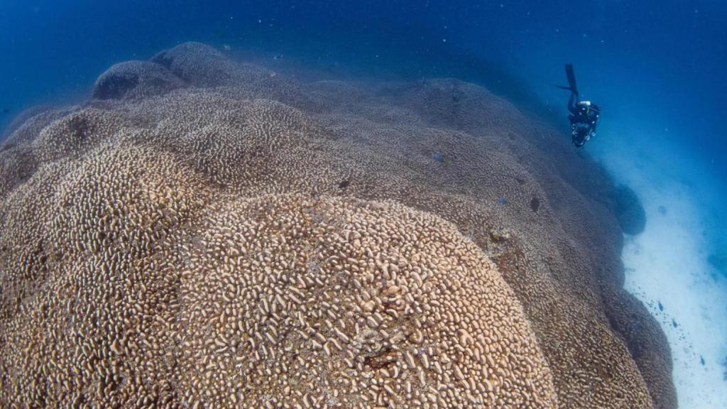 El coral más grande del mundo