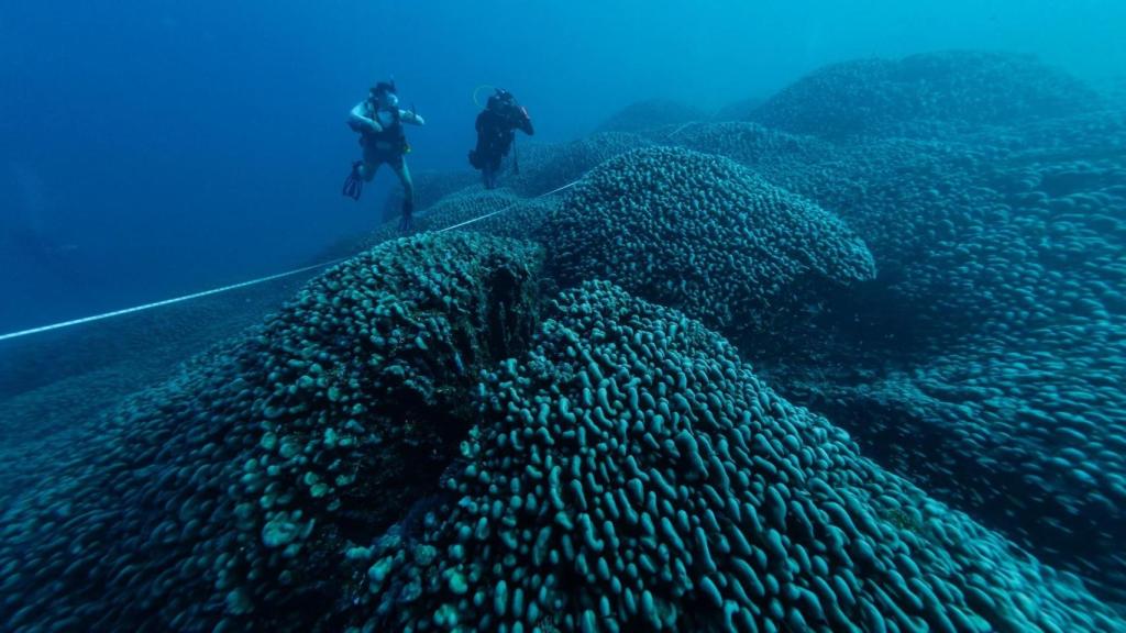 El coral más grande del mundo