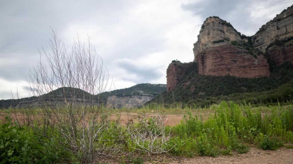 Vegetación en una zona seca del pantano de Sau