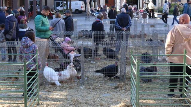 Feria de capones de Valls