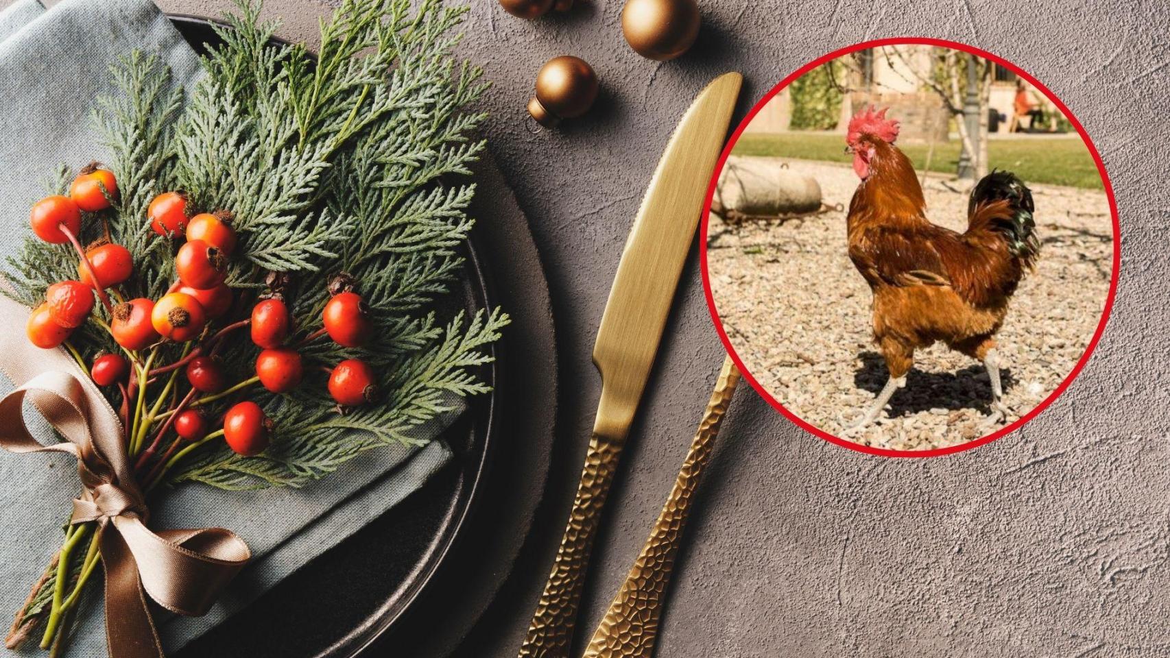 Fotomontaje cena de Navidad con gallo