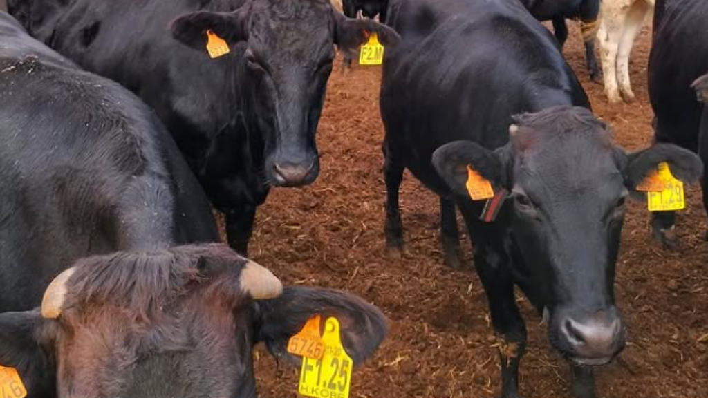 Vacas de raza wagyu del Empordà