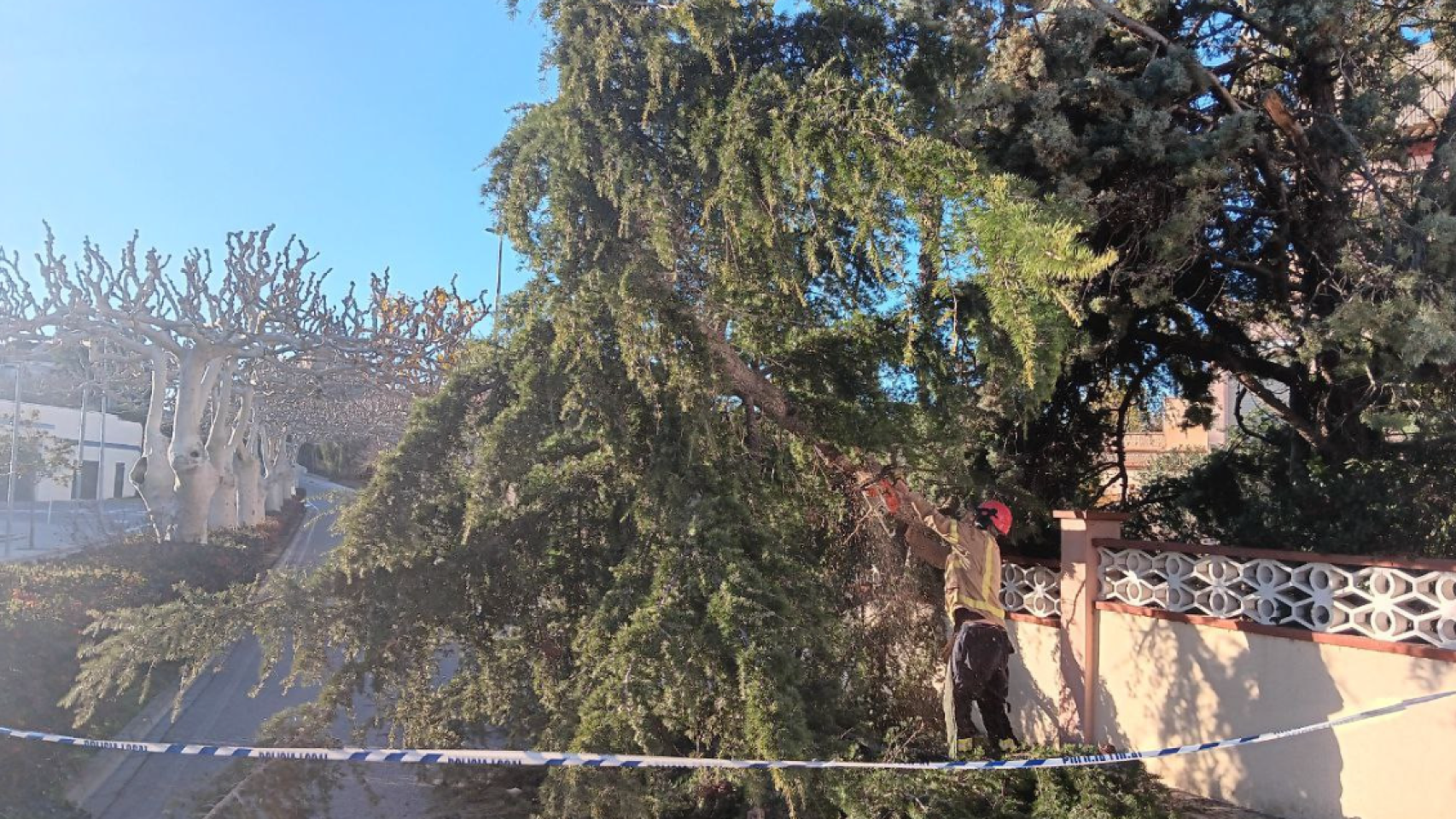 Un árbol caído a causa del viento en Cataluña