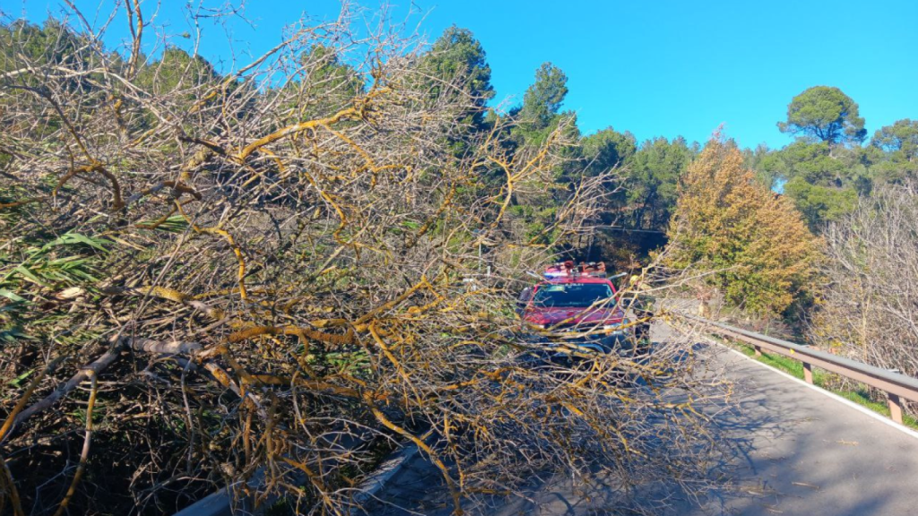 Bomberos trabajan en la retirada de un árbol caído en Cataluña