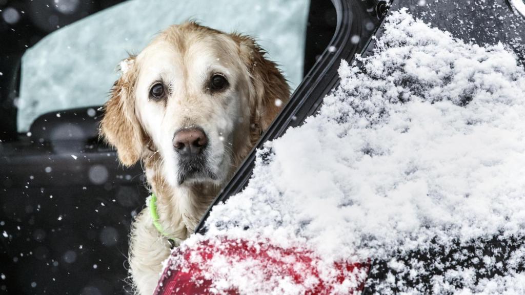 Un perro en el interior de un coche bajo la nieve