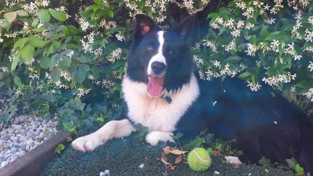 Lucky, el perro robado en Navata, en el jardín de su casa