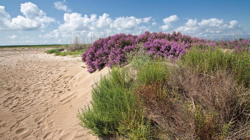 Dunas de la Punta del Fangar