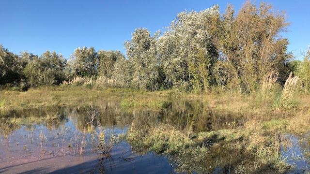 Humedal del Delta del Llobregat