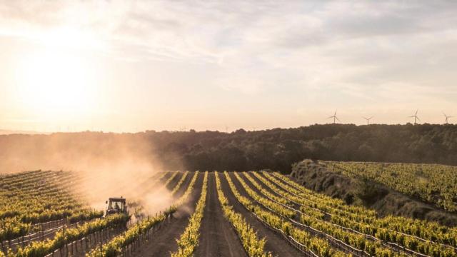 Viñedos de la Terra Alta, zona donde se encuentra el pueblo con el nombre más corto de Tarragona