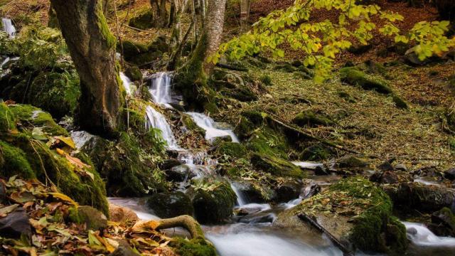 No es la Fageda: este es el bosque encantado con hayas gigantes y un curioso cementerio, el bosque de Carlac