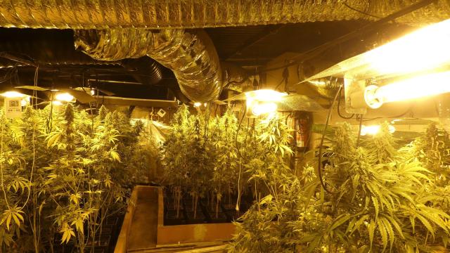 Una plantación interior de marihuana localizada por los Mossos d'Esquadra