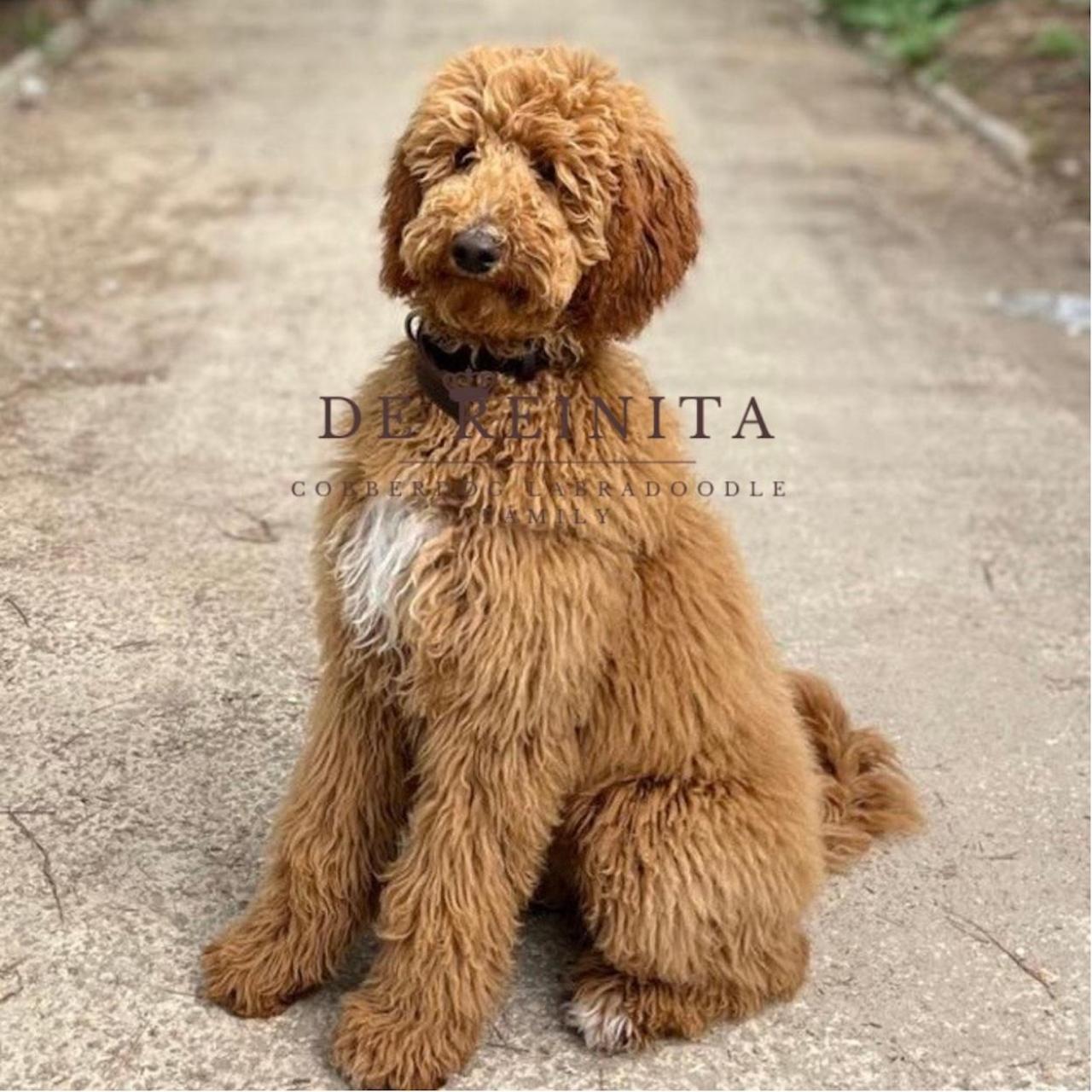 Labradoodle