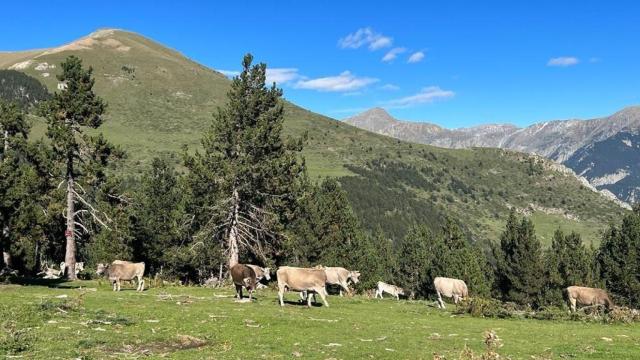 Vacas pastando, en una imagen de archivo
